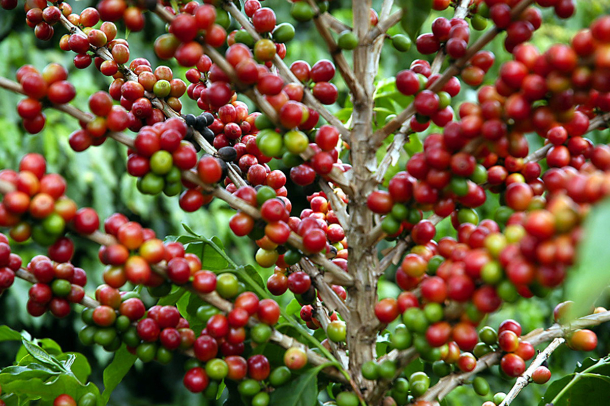 Café gourmet produzido com menos agrotóxicos conquista os paladares mais exigentes