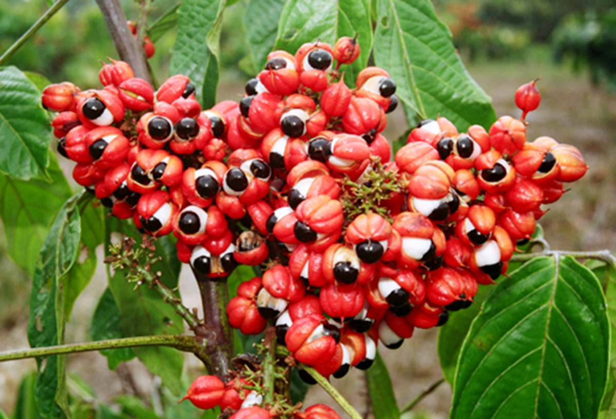 Guaraná possui propriedades antioxidantes e anti-inflamatórias