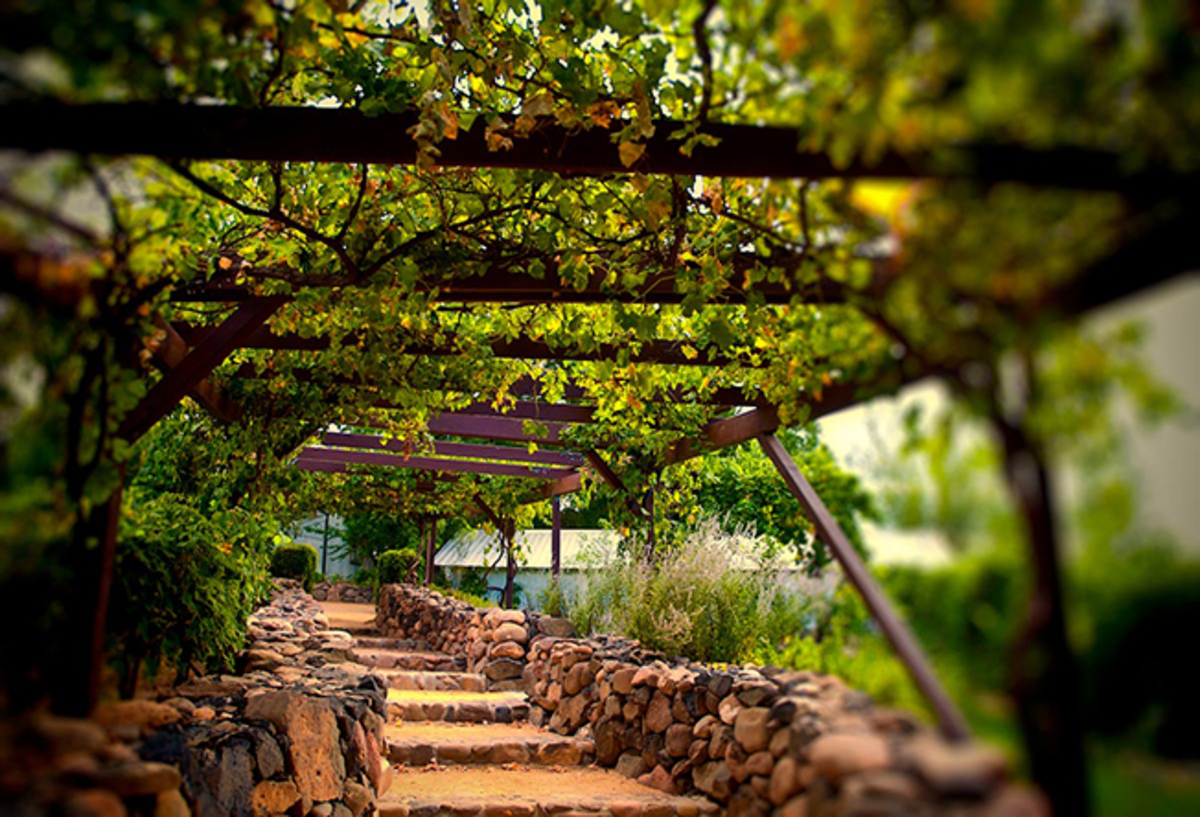 Dia Nacional do Vinho promove o enoturismo de São Roque