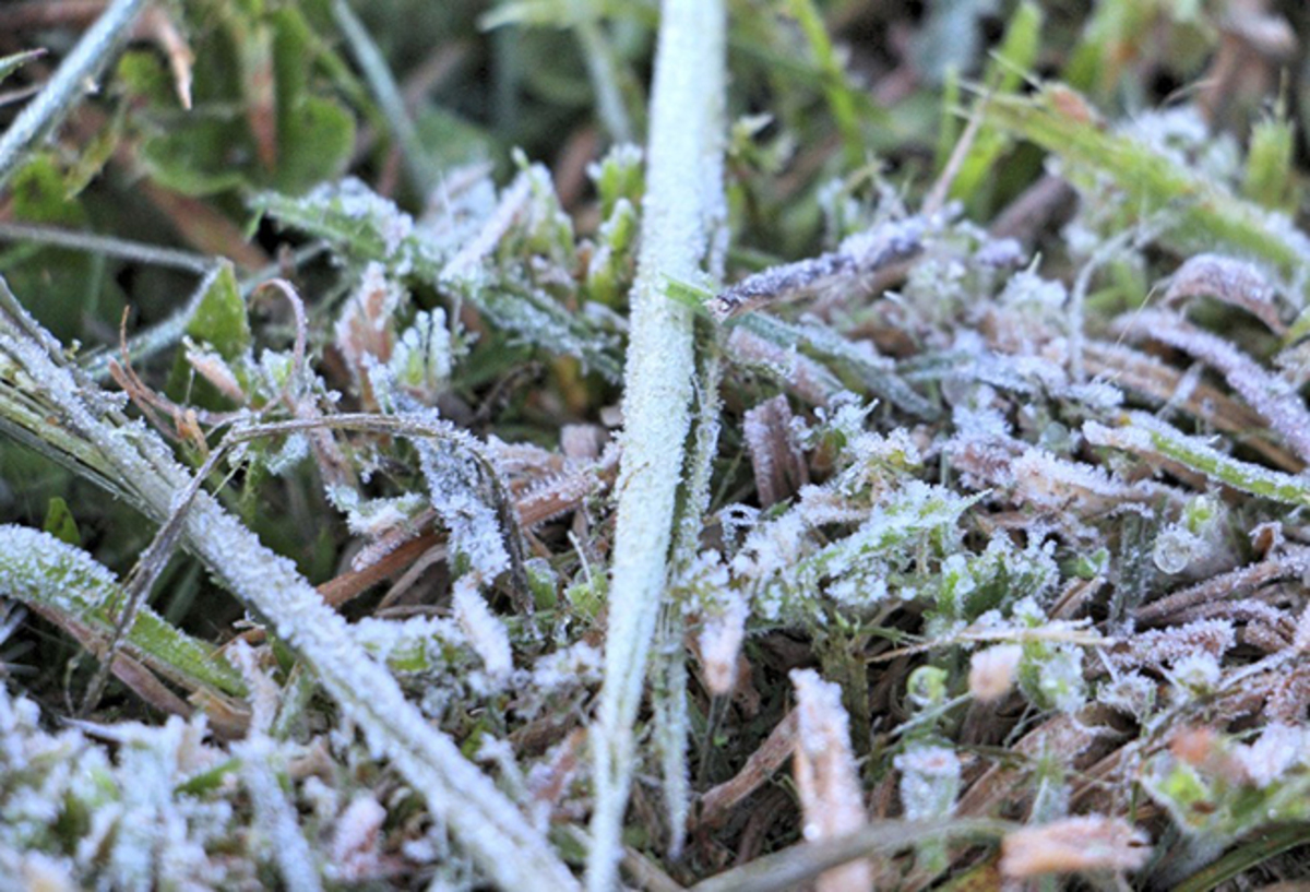 Em Santa Catarina, semana começou com geada e 0,6ºC