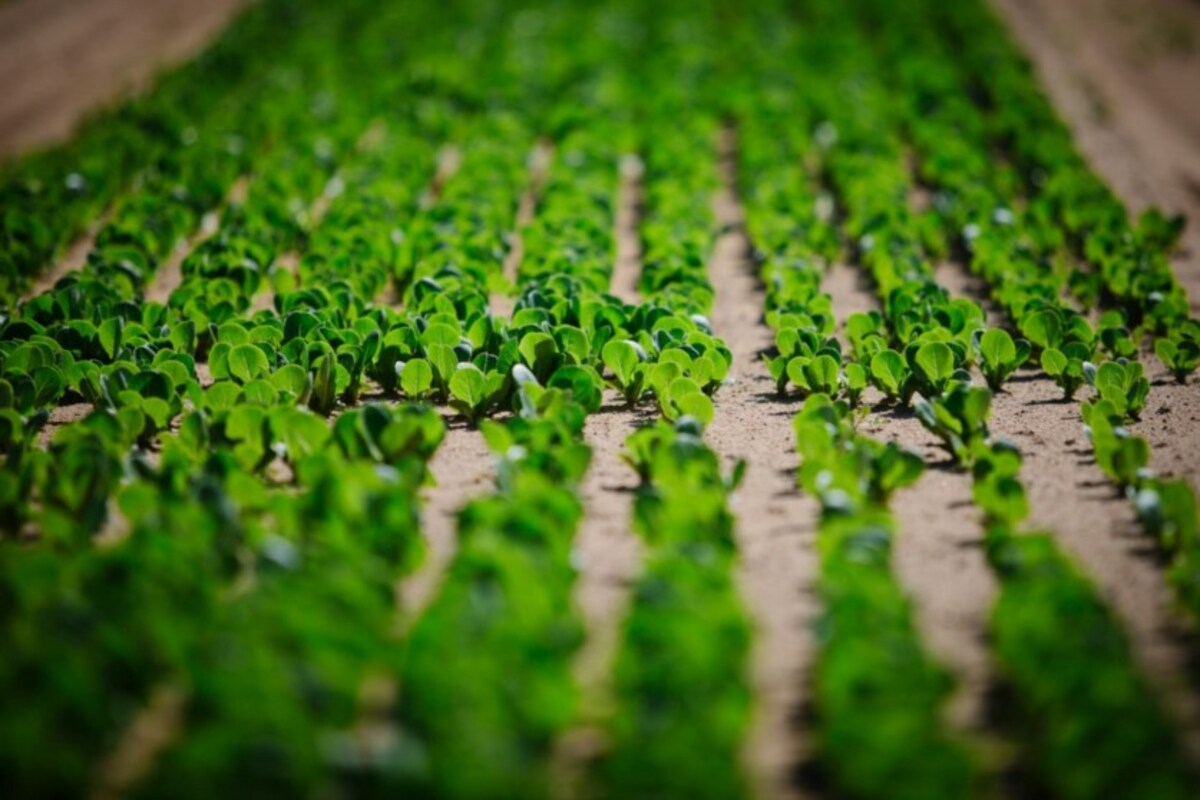 Fiscalização apreende mais de 6t de defensivos agrícolas ilegais no PR